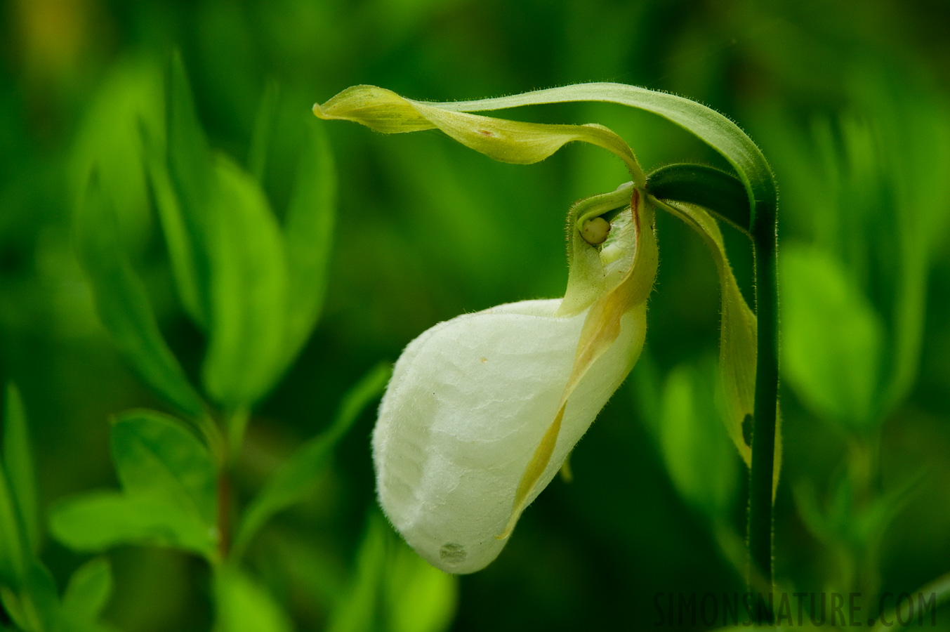 Cypripedium acaule [360 mm, 1/400 sec at f / 7.1, ISO 2000]